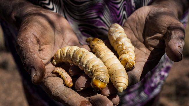 At least 16 species of insects are traditionally eaten by First Nations Peoples in Australia, including the iconic Witjuti grub. (Image: Tobias Titz)