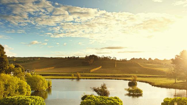 Dusk over the Josef Chromy Vineyard. Credit: Jennifer Scabo