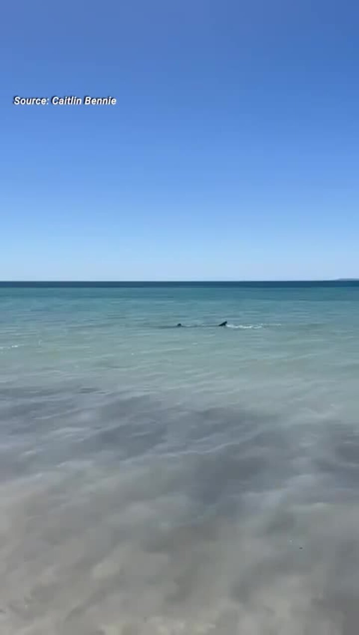 Shark spotted at Sceale Bay