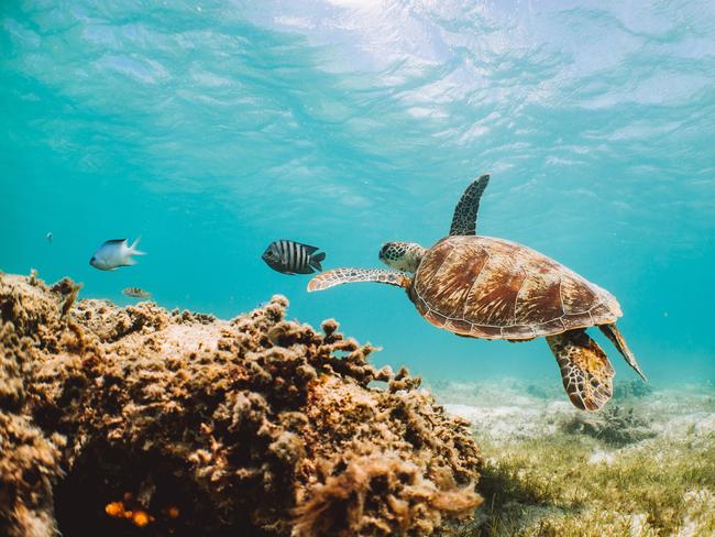 Green sea turtle off Lizard Island. Picture: TEQ