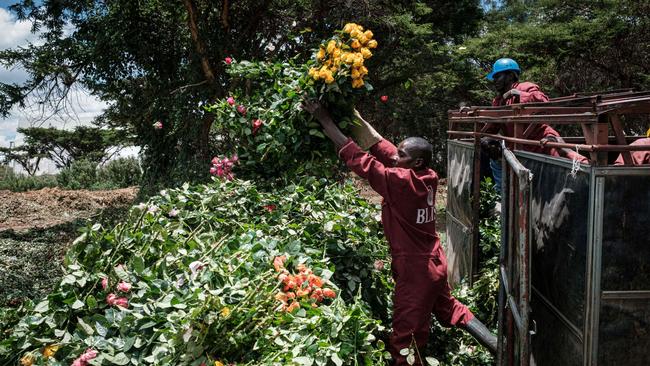 Workers of a flower farm in Kenya in March 2020. (Photo by Yasuyoshi CHIBA / AFP)