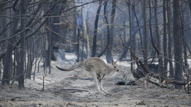 A kangaroo hops across a burnt ground looking for feed near Mallacoota. Picture: David Caird