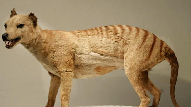 The thylacine was hunted to extinction by European settlers, with the last wild Tasmanian tiger shot in 1930. AFP PHOTO / TORSTEN BLACKWOOD