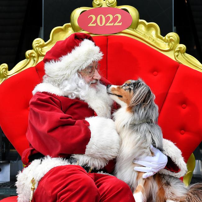 Sedona an Australian Shepherd and Santa at Robina Town Centre. Picture: John Gass