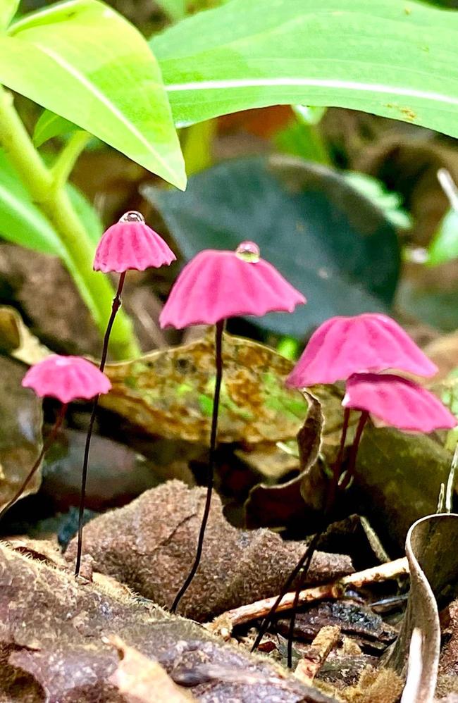 The Purple Pinwhee mushroom at the Mackay Botanical Gardens