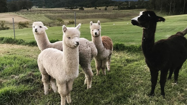 Don’t forget to say hello to Silos’ resident alpacas.