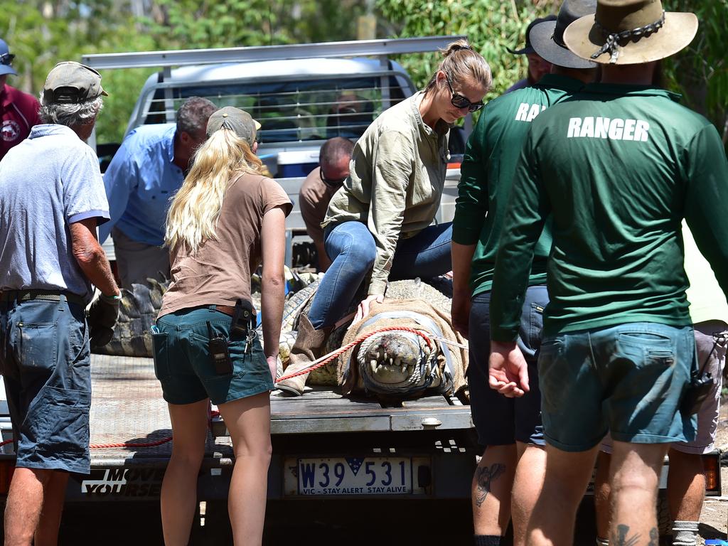 Billabong Sanctuary's new croc Krakatoa arrives to his new home. Picture: Shae Beplate.