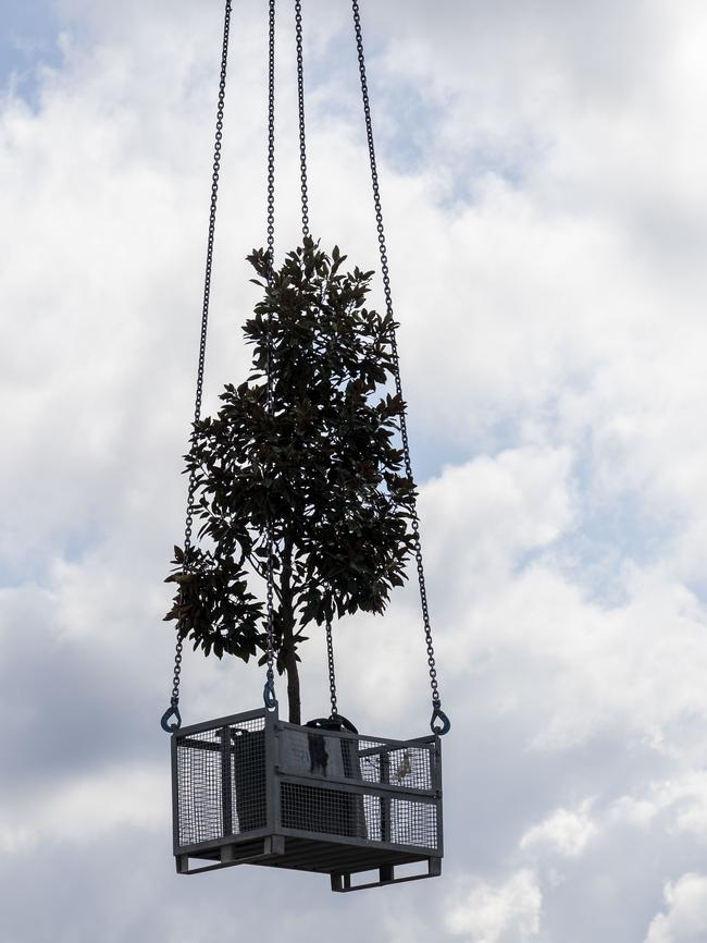 A tree is brought down for planting atop the tower. Picture: Matthew Vasilescu