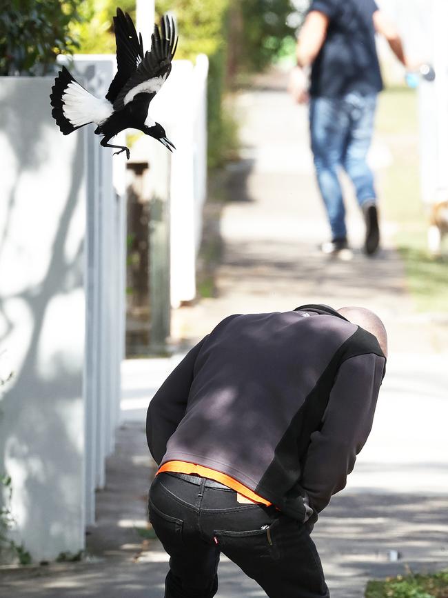 Paul Bryant, 38, being attacked by the same magpie that caused the horrific accident. Picture: Liam Kidston