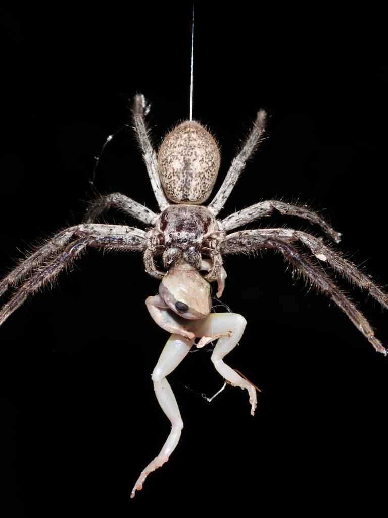 australian spiders eating birds