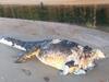 Headless croc mystery baffles investigators as beast’s remains buried
