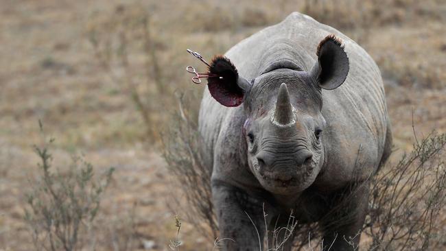 TOPSHOT - A black-Rhino calf walks with instruments still attached to her ear on August 30, 2017 after she appeared to prematurely overcome the sedative during an ear tagging procedure at the Nairobi National Park, during an identification-tagging excercise to ease quick identification of resident rhino during anti-poaching patrols.  / AFP PHOTO / TONY KARUMBA