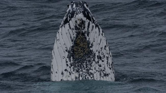 Humpback whales found in the area where a lost world of volcanic seamounts were discovered off the coast of Tasmania. Picture: Eric Woehler