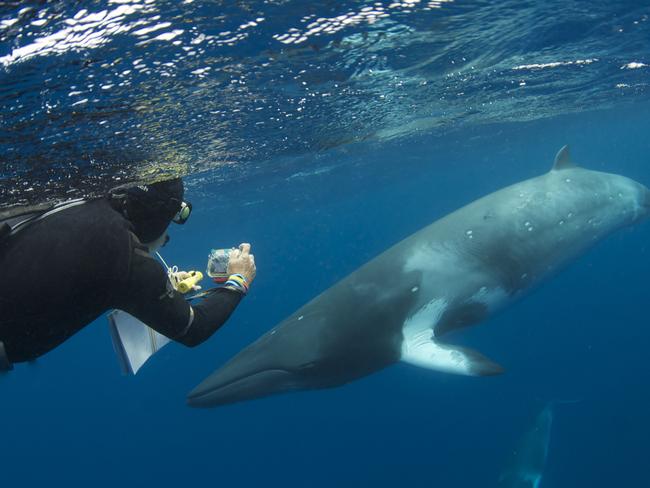 Tourism is the biggest contributor to the reef’s value.