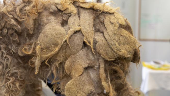 Some of the dogs had severely matted fur. Picture: RSPCA