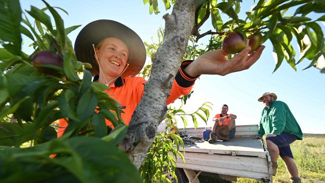 The supply of backpackers working on farms has collapsed this year. Picture: Lyndon Mechielsen