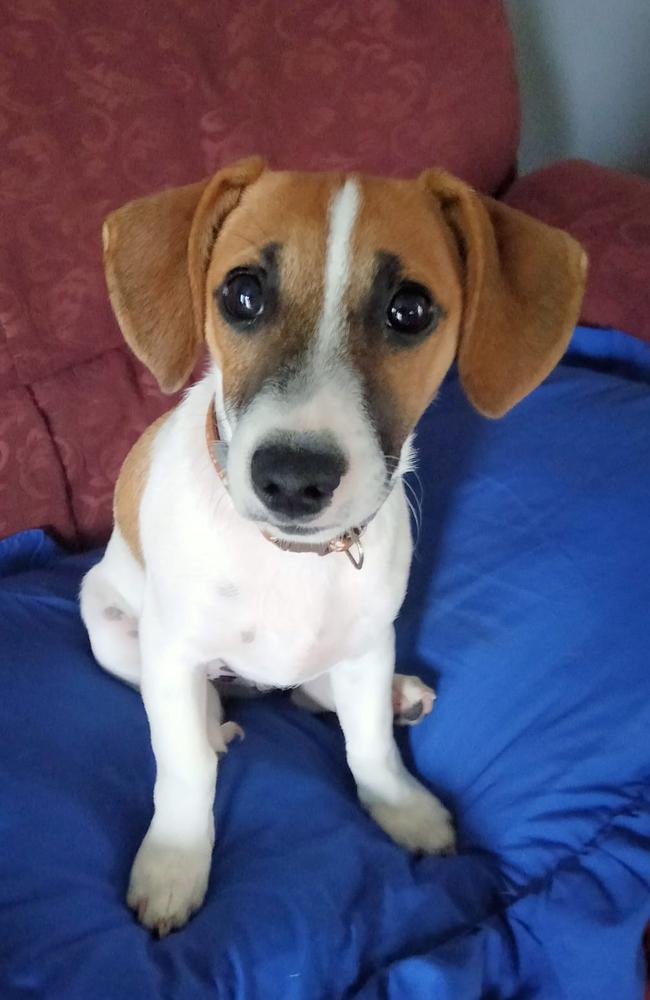 Peanut: Julie Anthony's 4 month old Jack Russell