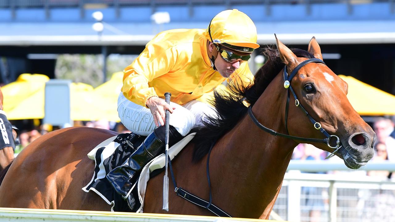 Supplied Editorial Imported galloper Without Revenge remains undefeated in Australia,
 winning at Doomben Pic credit Grant Peters, Trackside Photography