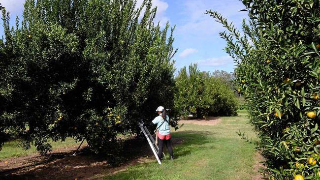 Four businesses in the Mundubbera area were audited by Fair Work inspectors last week. Picture: Max Fleet BUN260416MAND6