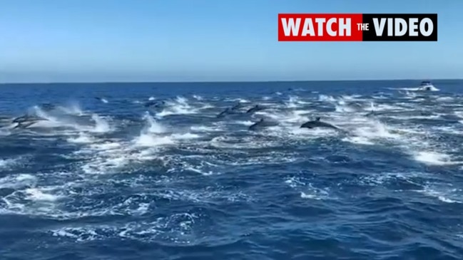 Amazing dolphin stampede captured in California