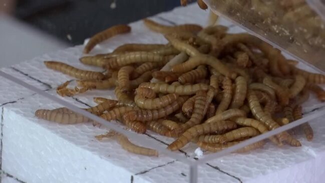 This stool was designed by plastic-eating mealworms