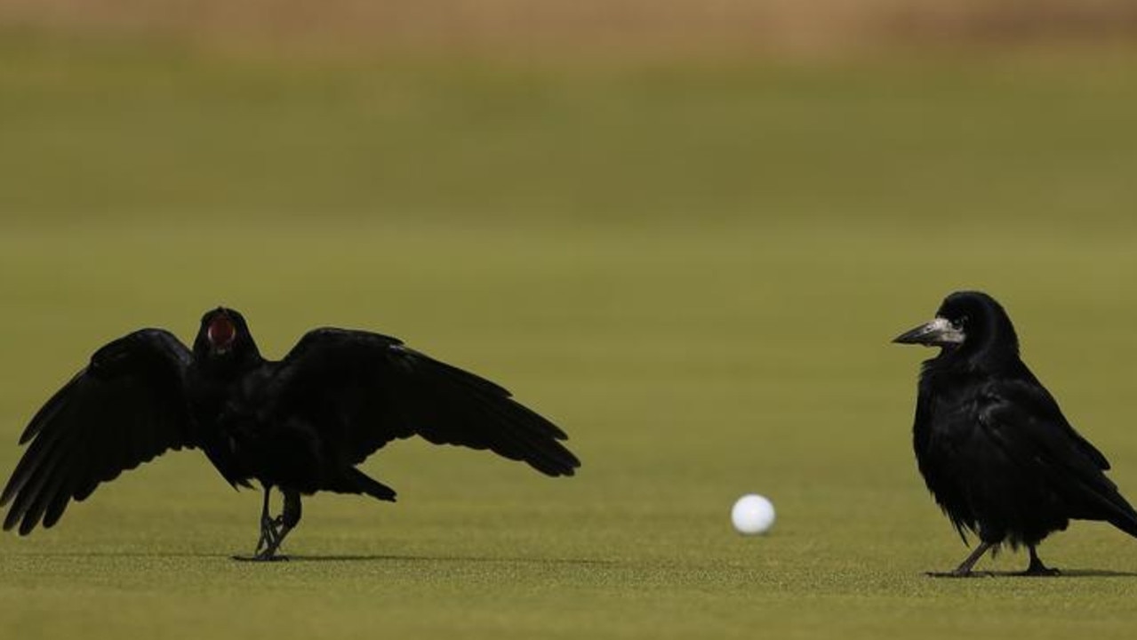 A pair of rooks walk past a golf ball on the ninth hole during the first round of the British Open on the Old Course in St. Andrews, Scotland, July 2015. Picture: Reuters