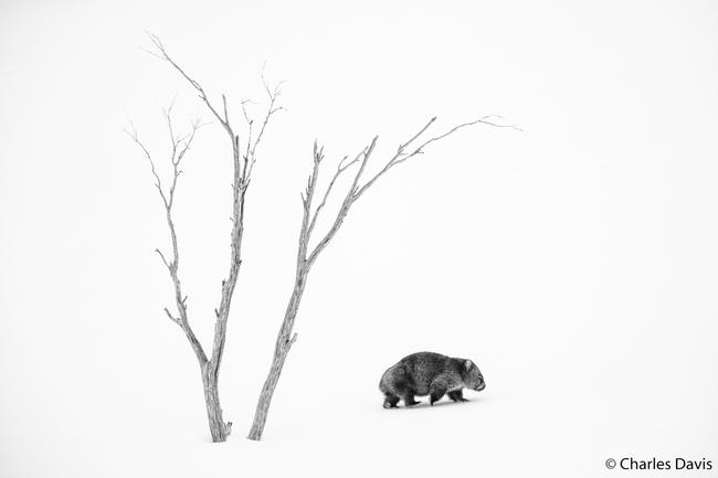Monochrome Winner by Charles Davis, Guthega New South Wales ‘Phil’s World’ Common Wombat.