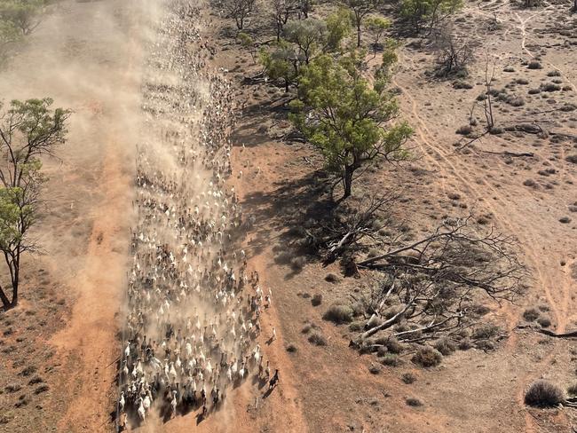 12,500 rangeland goats were mustered on a property near Bollon in southwest Queensland.