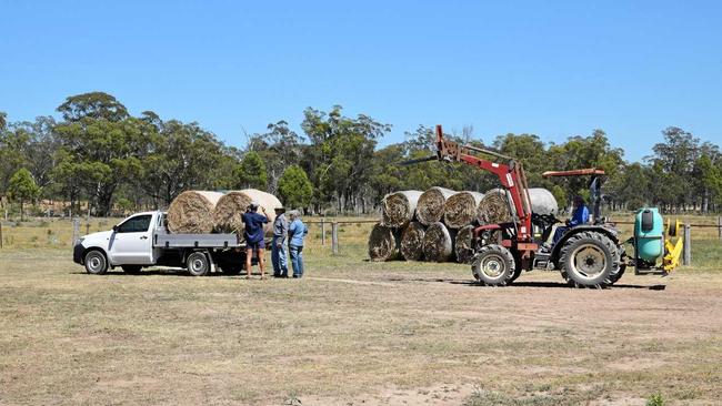 Farmers were relieved to receive a hay bale delivery this morning with 80 bales donated by Warwick business Olsens Produce. Picture: Elyse Wurm