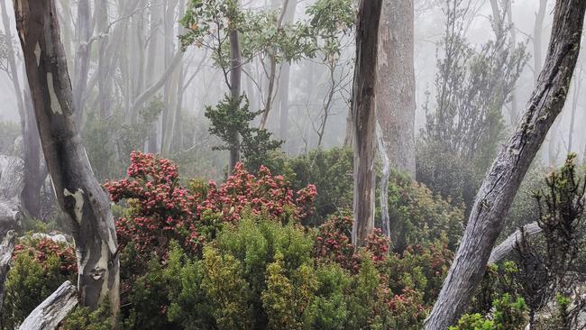 A coroner has been unable to determine how Huonville man Dale Godfrey, who told his daughter he planned to “go bush” in March 2013, died. His remains were finally found on kunanyi / Mt Wellington last year. PICTURE: Amanda Ducker