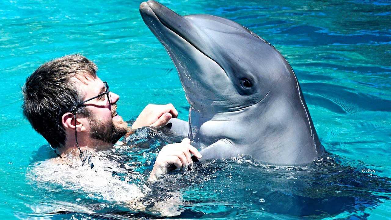 One of Coffs Harbour's most popular attractions has celebrated a name change to Dolphin Marine Conservation Park highlighting the rescue and rehabilitation work the marine park conducts on the Coffs Coast. Picture: Matt Deans