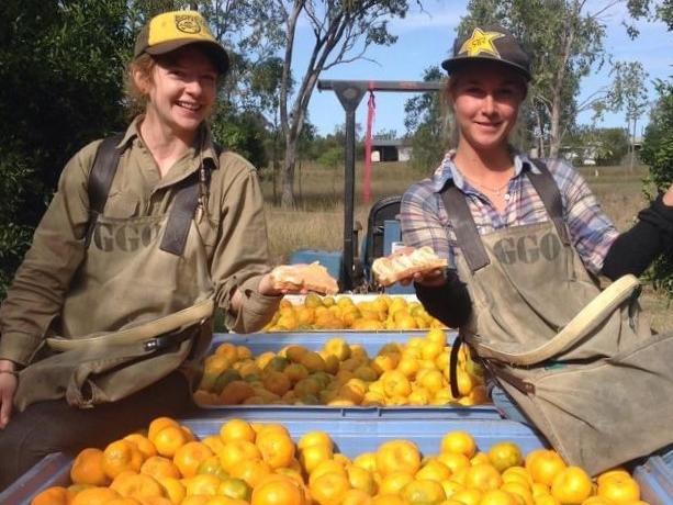 SOCIAL MEDIA IMAGE DISCUSS USE WITH YOUR EDITOR - Pickers at Glen Grove Orchards. Photo/Gayndah Fruitpickers