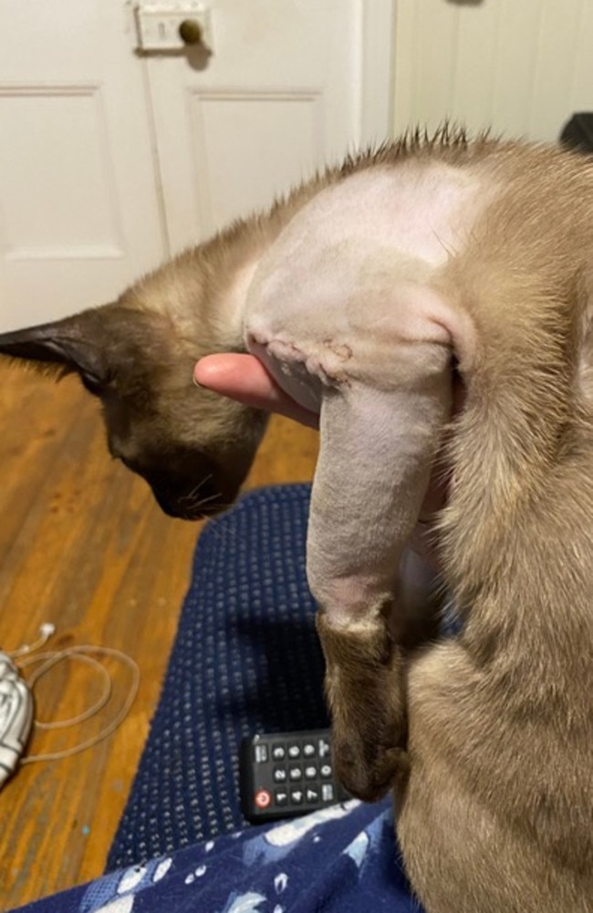 Jethro the 4-month-old Tonkinese kitten after his owner rescued him from a carpet python. Picture: Kirsty Da Silva