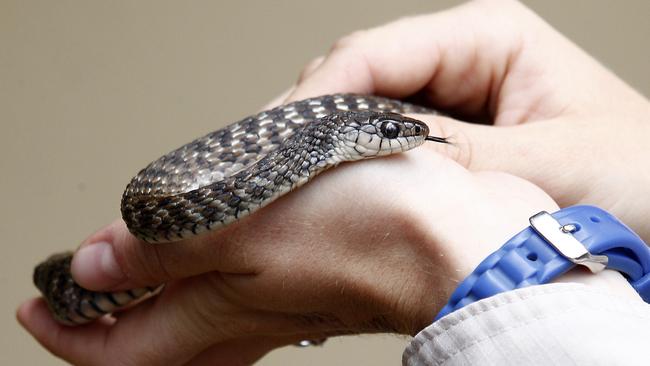 Snake catcher frees keelback snake - Good Morning America