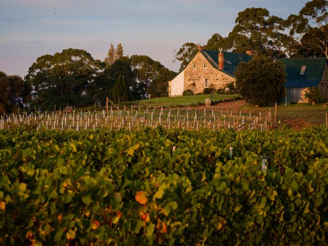 A view of the from the vines at Craigie Knowe Vineyard, at Cranbrook. Picture: Puddlehub