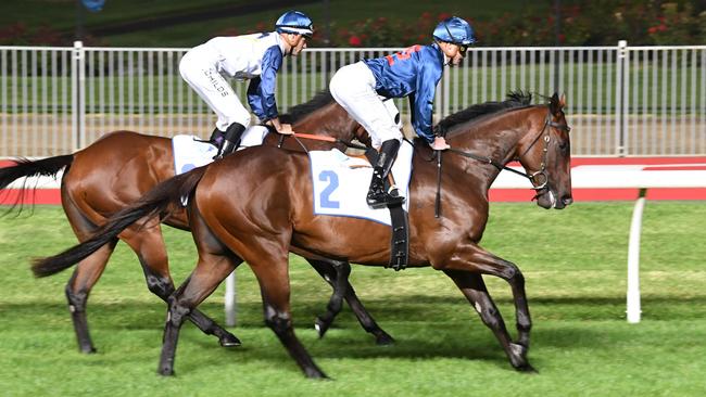 Steparty ridden by Blaike McDougall prior to the Clamms Seafood Australia Stakes at Moonee Valley Racecourse on January 24, 2025 in Moonee Ponds, Australia. (Photo by Brett Holburt/Racing Photos via Getty Images)