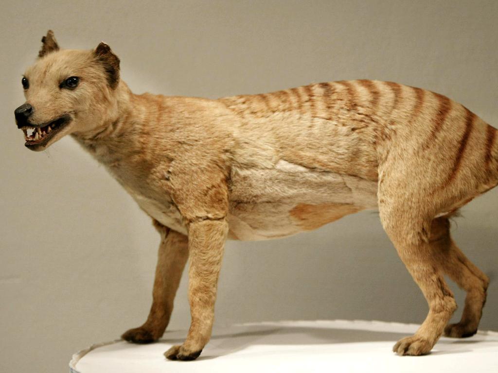 A recent study led by Professor Barry Brook from the University of Tasmania has claimed that the thylacine, commonly known as the Tasmanian tiger, could still be alive in the wilderness.