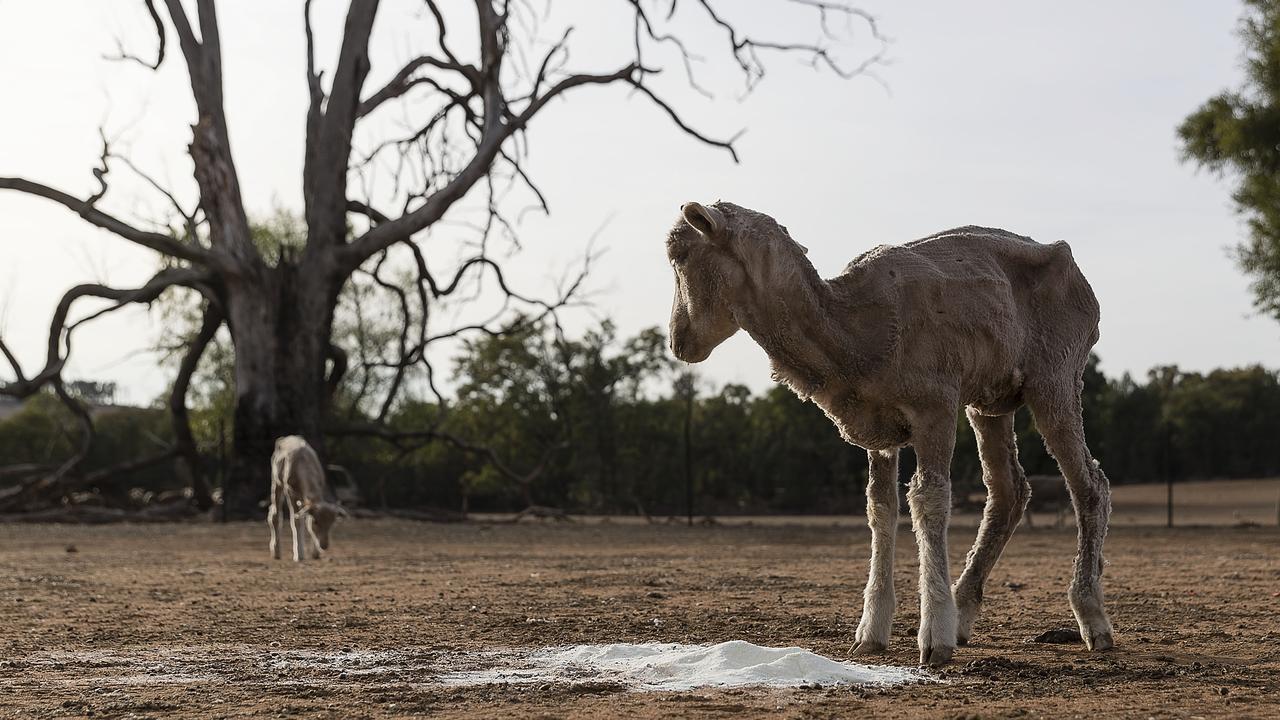 El Nino would bring drought, heatwaves and bushfires to Australia, largely in the southeast. (Photo by Brook Mitchell/Getty Images)