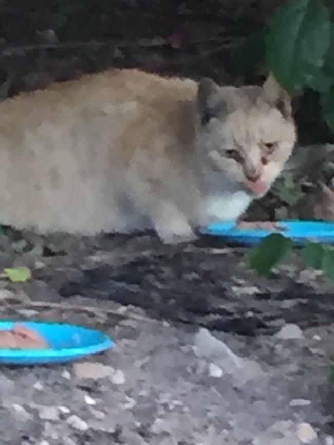 Lady Hawke is one of the missing Eveleigh Street cats.