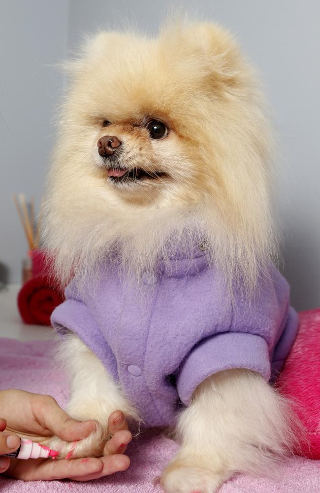 Namastay best sale dog spa
