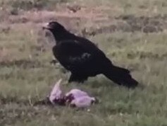 Terror from above as eagle carries off pet duck