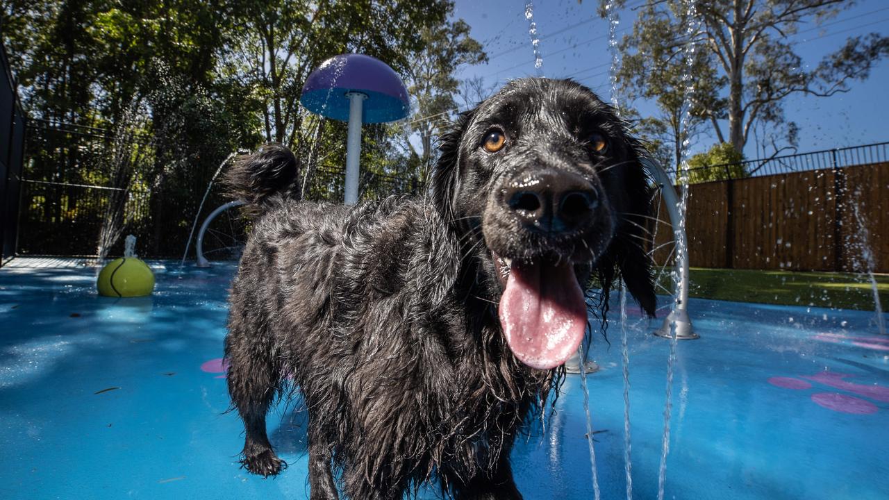 Ralph the groodle enjoys a play in the new splash park at Pet Resorts Australia resort in Edmundi on the Sunshine Coast. Picture: Lachie Millard