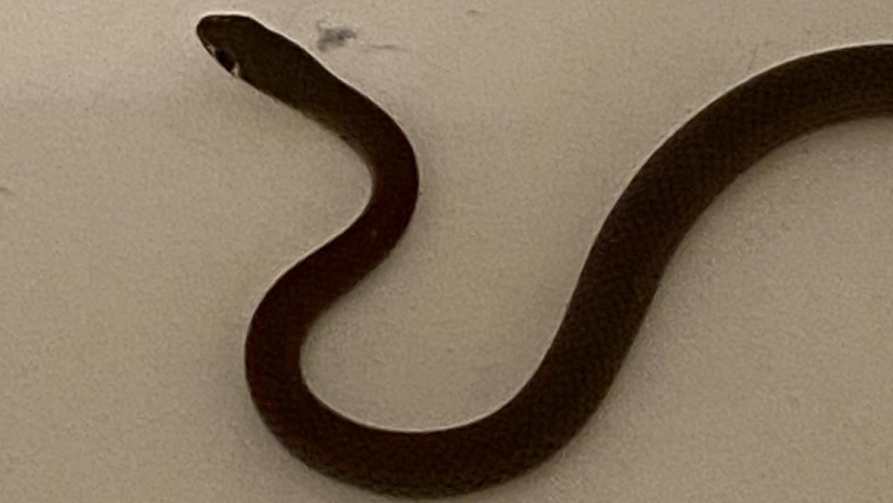 The yellow-faced whip snake Michael Bonney found in his daughter Emily’s pillowcase in Gympie at 3.30am, June 4.