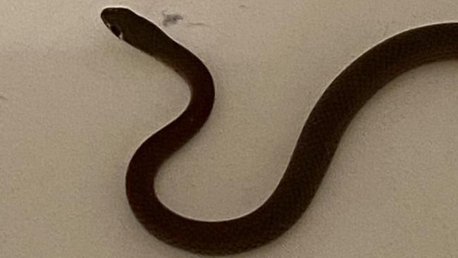 The yellow-faced whip snake Michael Bonney found in his daughter Emily’s pillowcase in Gympie at 3.30am, June 4.