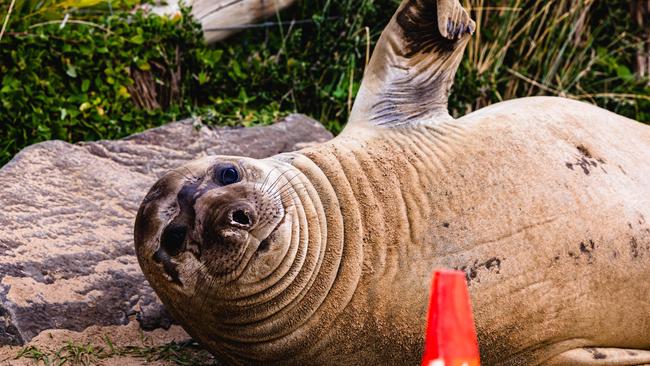 Neil the Seal at Clifton Beach Picture: Linda Higginson