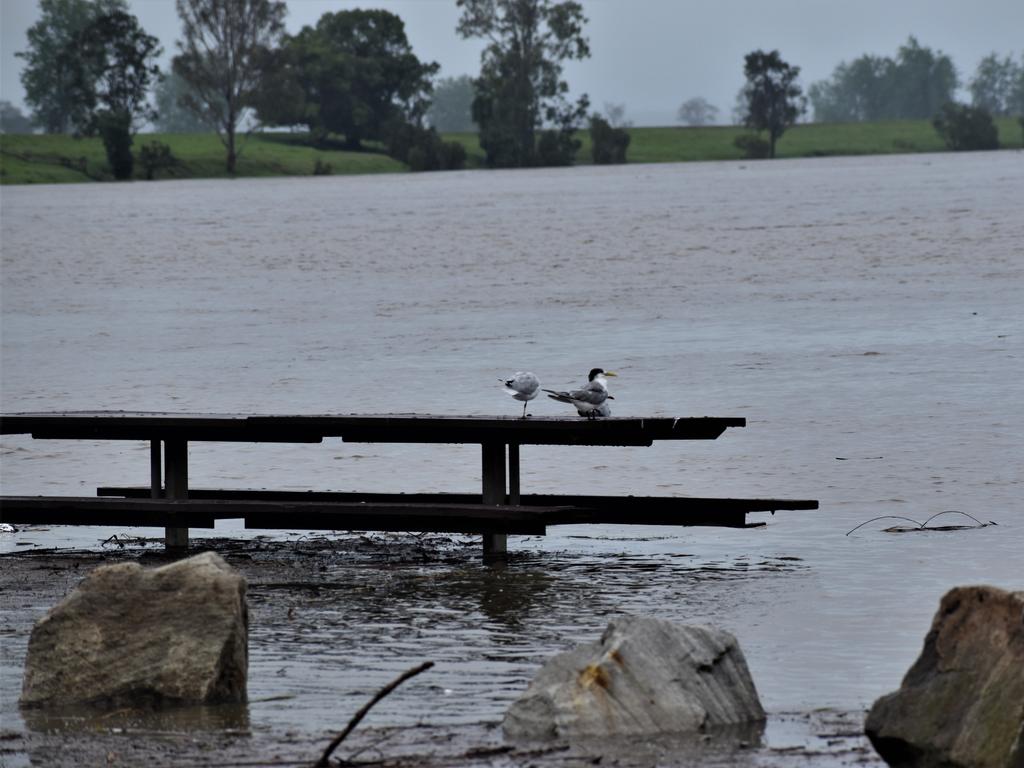 The Clarence River exceeded the 2.1m minor flood level at Grafton in the early afternoon on Wednesday, 16th December, 2020. Photo Bill North / The Daily Examiner