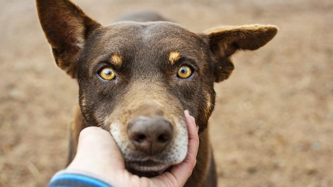 At least 58 dogs have been affected by a toxin found in native plants. File picture: Zoe Phillips