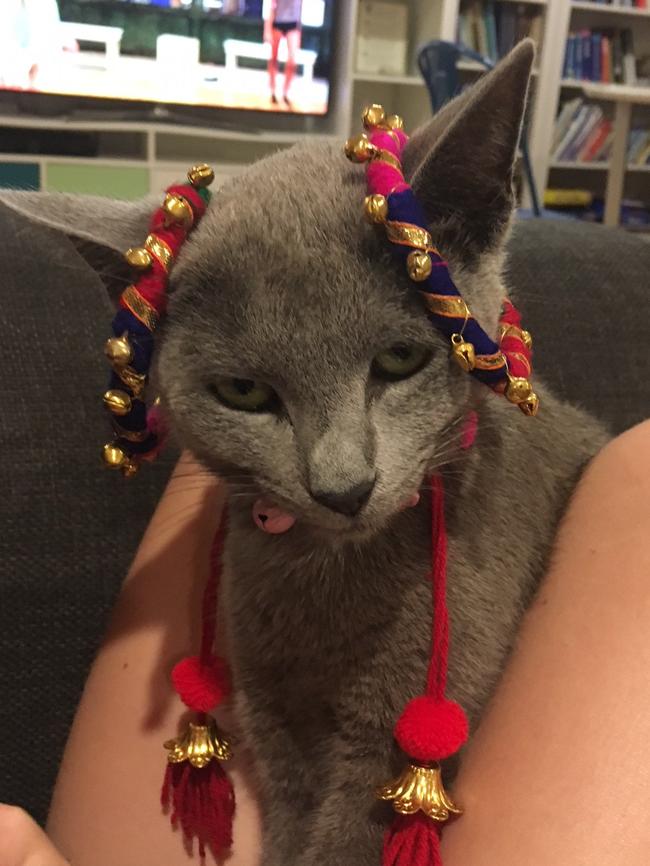 PRINCESS SENORITA: She might be a Princess but she is not a fan of dress-ups – “Get this off me or perish, human!”.