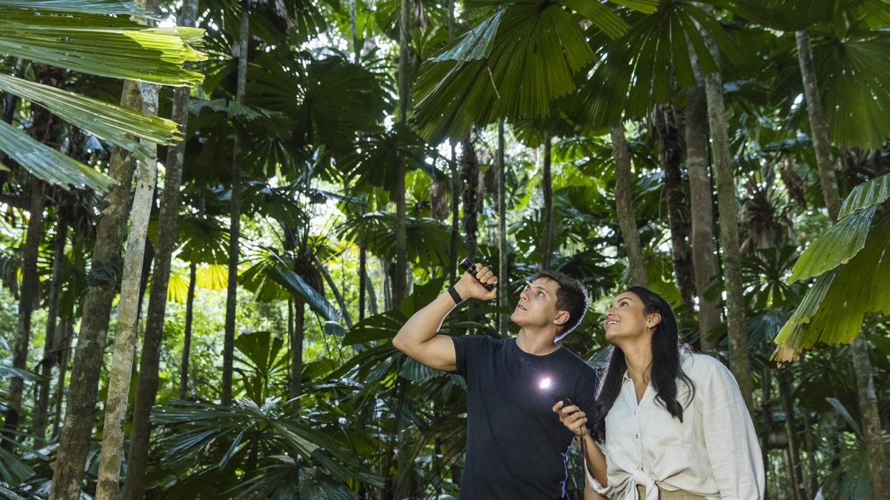 Guests scanning the trees for wildlife on a night walk in Daintree National Park rainforest - part of the FNQ Nature Tours Daintree Afternoon and Nocturnal Tour Photo - Tourism Australia