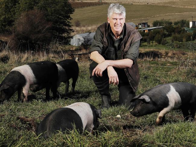 Matthew Evans with some of his Wessex Saddleback pigs on his Cygnet farm. Picture: Zak Simmonds